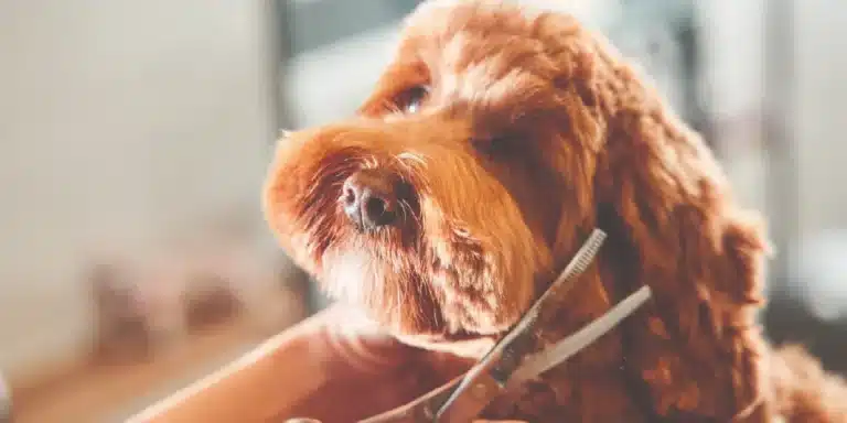 Groomer using sharpened clippers on a dog